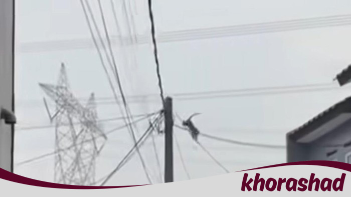 Monyet Merajalela di Depok, Warga Curiga Dari Tangsel!