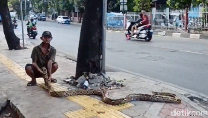 Kakek Subari: Ular sebagai Senjata, Trotoar Terbebas dari ‘Penjajah’