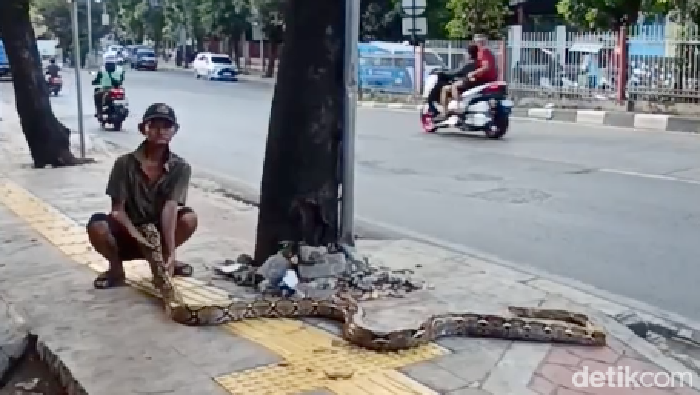 Kakek Subari: Ular sebagai Senjata, Trotoar Terbebas dari 'Penjajah'