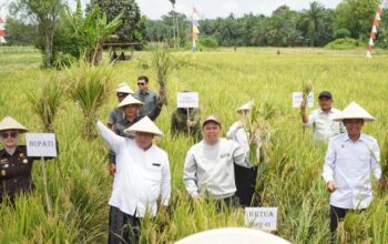Sultan Serahkan Alsintan dan Benih Jagung untuk Petani di Mukomuko – Update 2