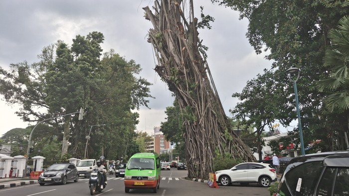Pohon di Bogor Siap Tumbang, Walkot Dedie A Rachim Gelar Peringatan Kritis