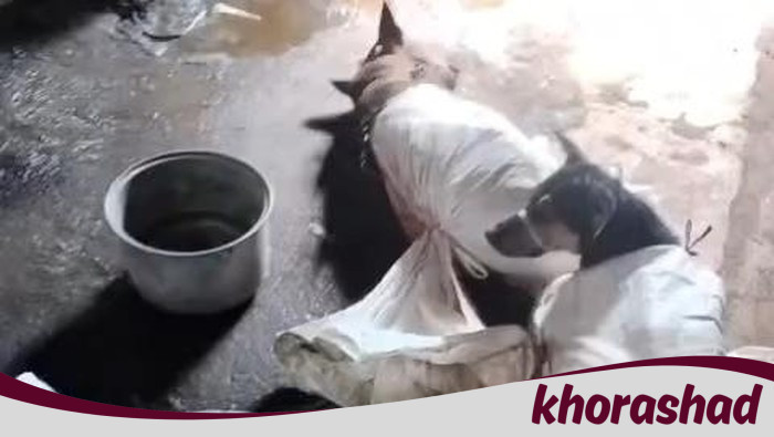 Viral Anjing Dikarungi di Bantul, Polisi Segera Tangkap Pelaku