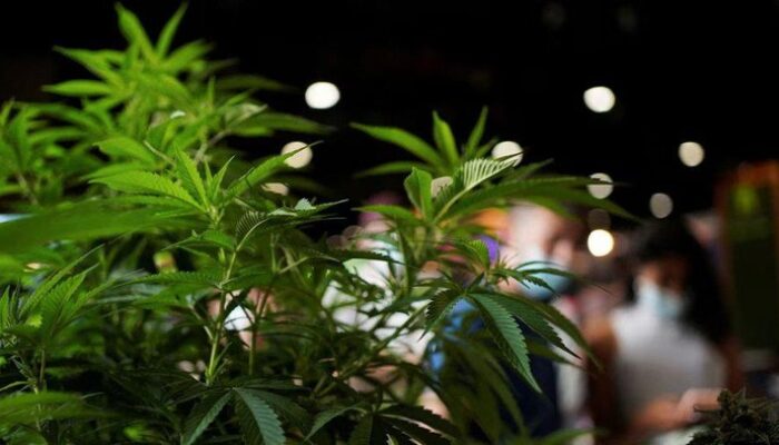 Spanyol Gagalkan Penyelundupan 20 Ton Ganja dalam Paket Paprika dari Maroko, Pukul Balik Narkoba di Mediterania!