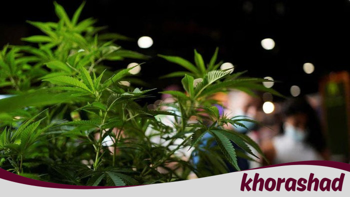 Spanyol Gagalkan Penyelundupan 20 Ton Ganja dalam Paket Paprika dari Maroko, Pukul Balik Narkoba di Mediterania!