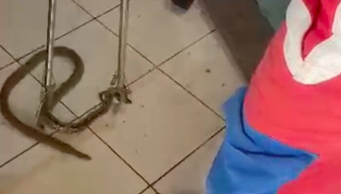 Warga Jaktim Heboh, Ular Nyelonong Masuk Ruang Tamu saat Nonton TV!