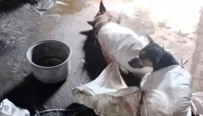 “Heboh! Warung Daging Anjing Bantul Terancam Pelarangan Sultan HB”