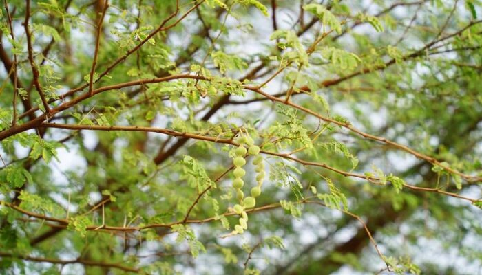 Kenali 4 Ciri Pohon Rawan Tumbang hingga Penyebabnya: Jaga Keamanan Lingkunganmu