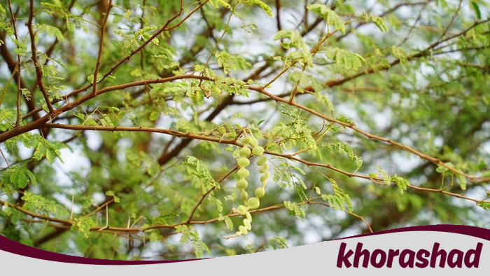 Kenali 4 Ciri Pohon Rawan Tumbang hingga Penyebabnya: Jaga Keamanan Lingkunganmu