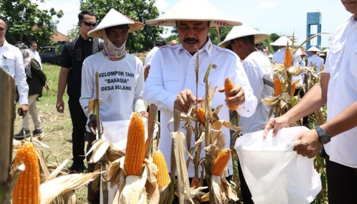 **Menteri Imipas Dukung Ketahanan Pangan dengan Panen 45 Ton Jagung di Sidoarjo**