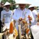 **Menteri Imipas Dukung Ketahanan Pangan dengan Panen 45 Ton Jagung di Sidoarjo**