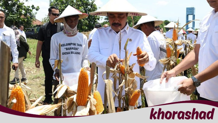**Menteri Imipas Dukung Ketahanan Pangan dengan Panen 45 Ton Jagung di Sidoarjo**