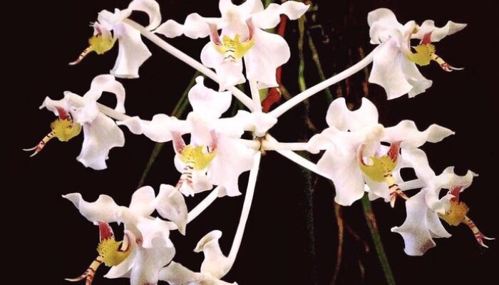 Selamatkan Biodiversi, Rayakan Hari Cinta Puspa dan Satwa 5 November!