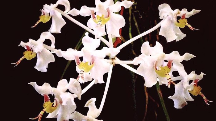 Selamatkan Biodiversi, Rayakan Hari Cinta Puspa dan Satwa 5 November!