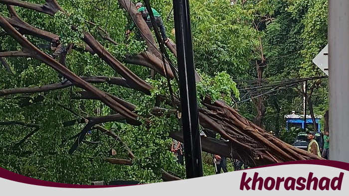 Pohon Beringin Menteng Tumbang, Jalan Terblokir! Apa Solusi Pemerintah?