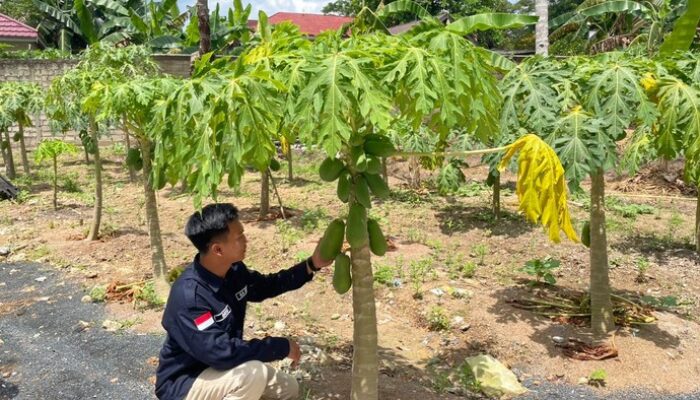 Manfaatkan Lahan Sisa, SPPG Polda Kalsel Tanam Pepaya untuk Program MBG – Update 2