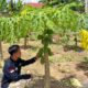Manfaatkan Lahan Sisa, SPPG Polda Kalsel Tanam Pepaya untuk Program MBG – Update 2
