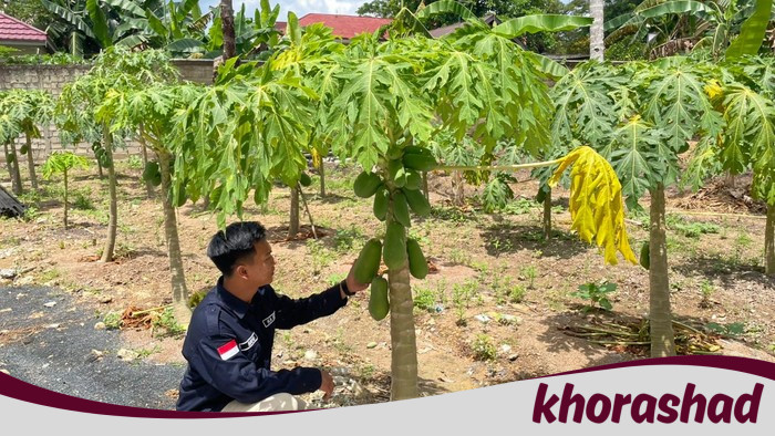 Manfaatkan Lahan Sisa, SPPG Polda Kalsel Tanam Pepaya untuk Program MBG - Update 2