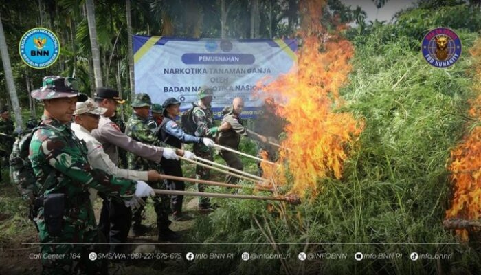BNN Ungkap Skala Besar: 69 Ton Ganja dari 6,5 Hektare di Aceh Utara Dimusnahkan