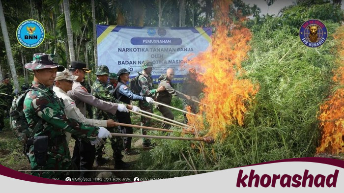 BNN Ungkap Skala Besar: 69 Ton Ganja dari 6,5 Hektare di Aceh Utara Dimusnahkan