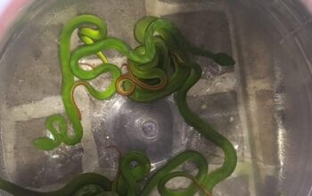 8 Ular Viper Ditemukan di Tengah Perumahan, Warga Demak Mengungkap Kebahayaan Tidak Terduga!