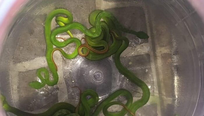 8 Ular Viper Ditemukan di Tengah Perumahan, Warga Demak Mengungkap Kebahayaan Tidak Terduga!