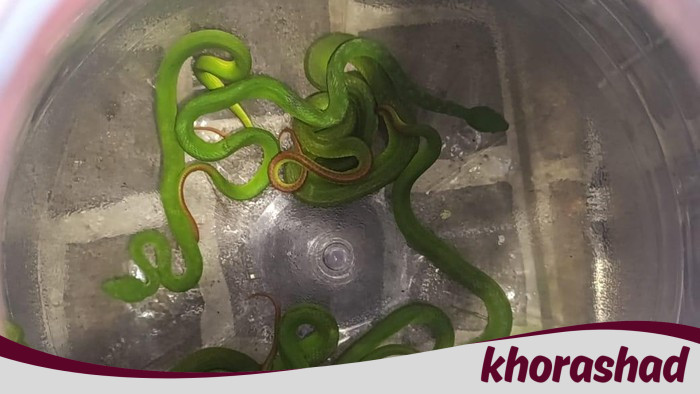 8 Ular Viper Ditemukan di Tengah Perumahan, Warga Demak Mengungkap Kebahayaan Tidak Terduga!