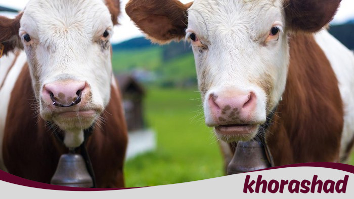 Dilarang Masuk Turki, 3 Ribu Sapi Ludes di Laut: Siapa yang Bertanggung Jawab?