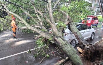 Tragedi Jalan! Mobil Ternyata Dicemplungkan Pohon Tumbang, Pemilik Klaim Ganti Rugi dari Pemkot Bogor