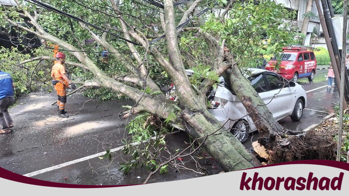 Tragedi Jalan! Mobil Ternyata Dicemplungkan Pohon Tumbang, Pemilik Klaim Ganti Rugi dari Pemkot Bogor