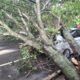 Warga Cerita Detik-detik Pohon 15 Meter Tumbang Timpa Mobil di Bogor: Tragedi atau Kebodohan?