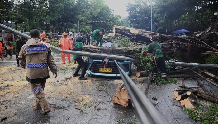 “Pohon Tumbang, Warga Gelisah: DKI Baru Bergerak Setelah Tragedi”
