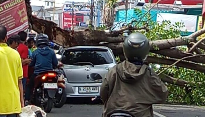 Tak Ada Angin Hujan, Pohon Tumbang Timpa Mobil di Ciputat! Bencana Tak Terduga