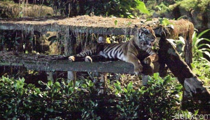 Kebenaran Tentang Harimau Kurus: Ragunan Tepis Fitnah Pakan Dibawa Pulang!
