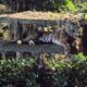 Kebenaran Tentang Harimau Kurus: Ragunan Tepis Fitnah Pakan Dibawa Pulang!