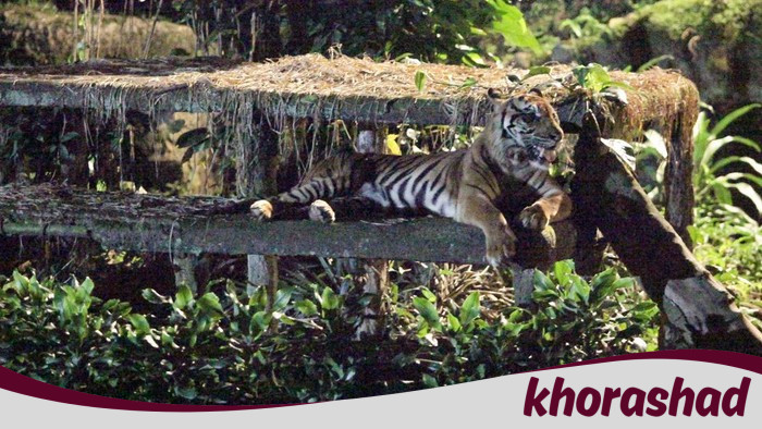Kebenaran Tentang Harimau Kurus: Ragunan Tepis Fitnah Pakan Dibawa Pulang!