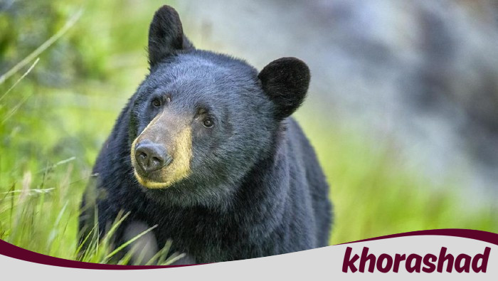 Beruang Masuk Mal di Jepang, Tragedi yang Mempertontonkan Kematian Melalui Listrik