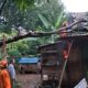 Tragedi Pohon Tumbang di Bogor, Empat Rumah Jadi Korban, Atap dan Dinding Rusak Parah