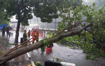 Badai Hujan dan Angin Kencang di Bogor: Tragisnya Pohon Tumbang Timpa Motor