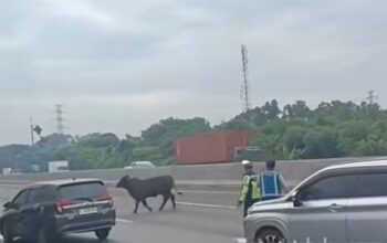 Viral! Sapi Lari di Tol Japek KM 58, Lalu Lintas Terhambat Parah