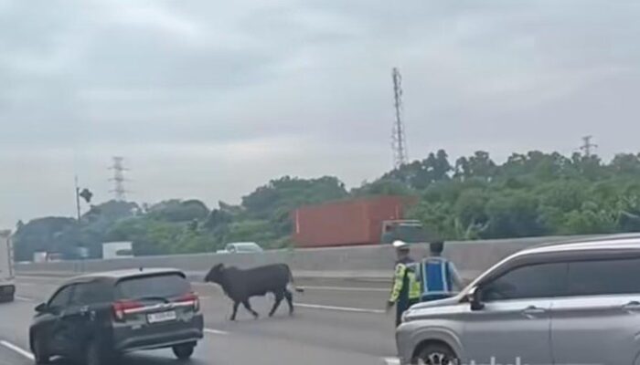 Viral! Sapi Lari di Tol Japek KM 58, Lalu Lintas Terhambat Parah