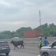 Viral! Sapi Lari di Tol Japek KM 58, Lalu Lintas Terhambat Parah