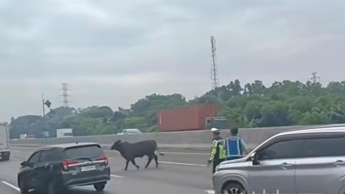 Viral! Sapi Lari di Tol Japek KM 58, Lalu Lintas Terhambat Parah