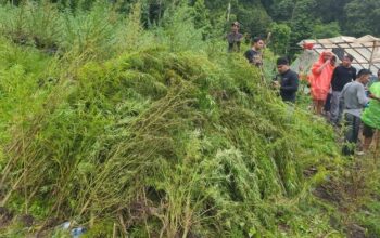 “51,75 Hektare Ladang Ganja Ditemukan di Aceh, Bareskrim Sukses Bongkar Raksasa Narkoba”