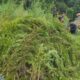 “51,75 Hektare Ladang Ganja Ditemukan di Aceh, Bareskrim Sukses Bongkar Raksasa Narkoba”