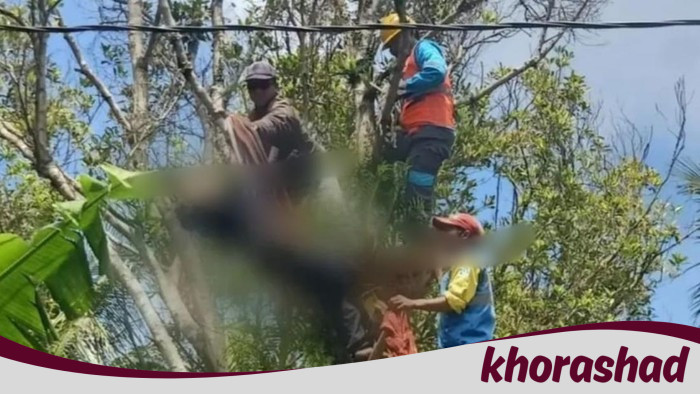 **Tragedi Muda: Pemuda Pemalang Tewas Tersetrum saat Tebang Pohon Cengkeh**