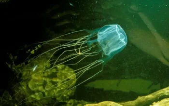 Tragis! Balita Rusia Tewas Akibat Ubur-ubur di Pantai Malaysia, Petinggi Sebut Keamanan Perlu Ditingkatkan