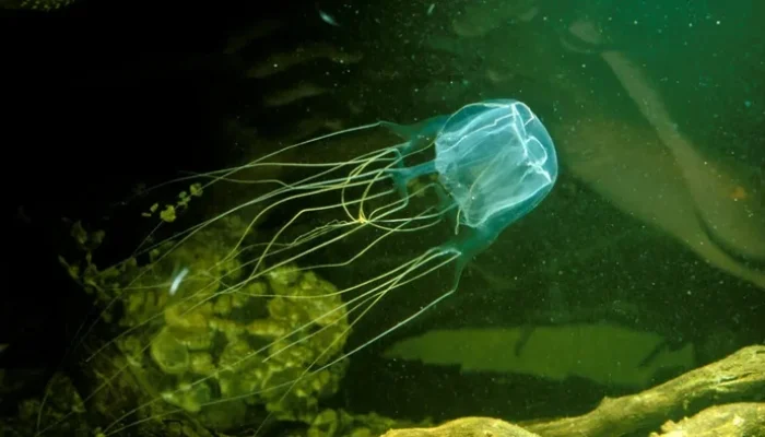 Tragis! Balita Rusia Tewas Akibat Ubur-ubur di Pantai Malaysia, Petinggi Sebut Keamanan Perlu Ditingkatkan