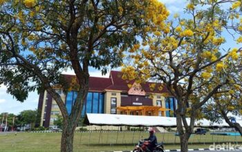 Hari Pohon, Polda Riau Dibuat Sembah dengan Bunga Tabebuya