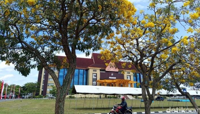 Hari Pohon, Polda Riau Dibuat Sembah dengan Bunga Tabebuya