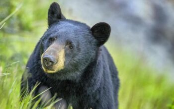 Beruang Serang Kelompok Murid dan Guru di Kanada, 11 Orang Terluka-2 Kritis – Update 2